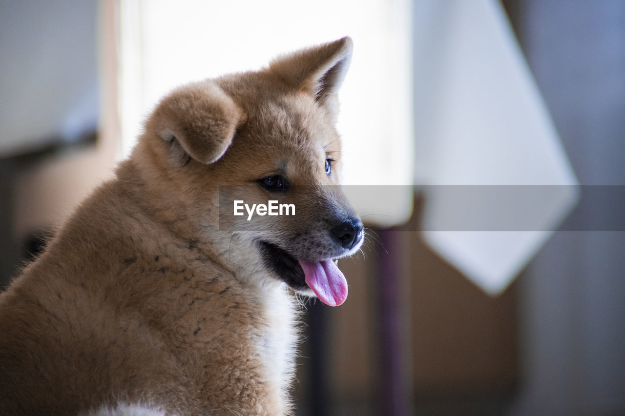 Close-up of dog looking away at home