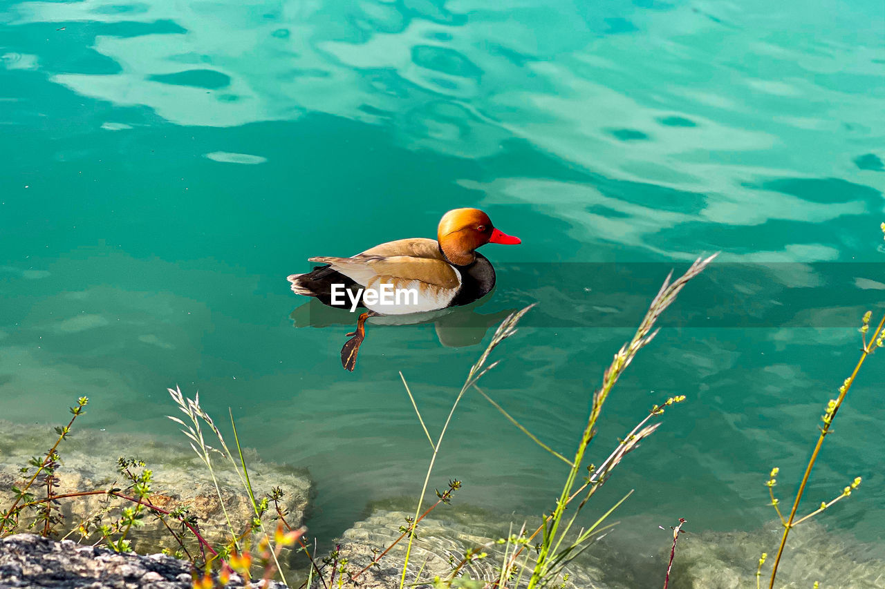 High angle view of duck swimming in lake