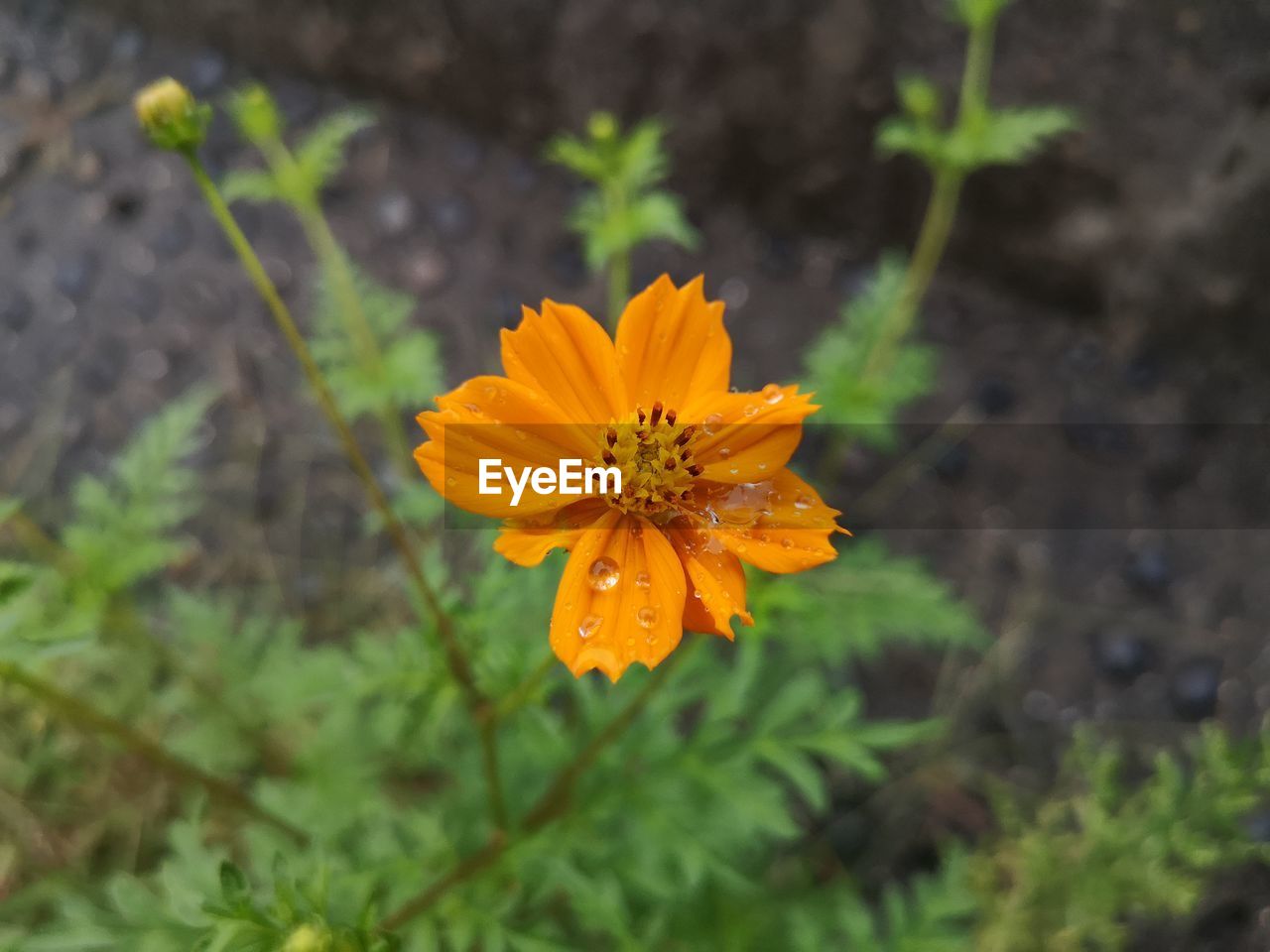 CLOSE-UP OF ORANGE FLOWERING PLANT