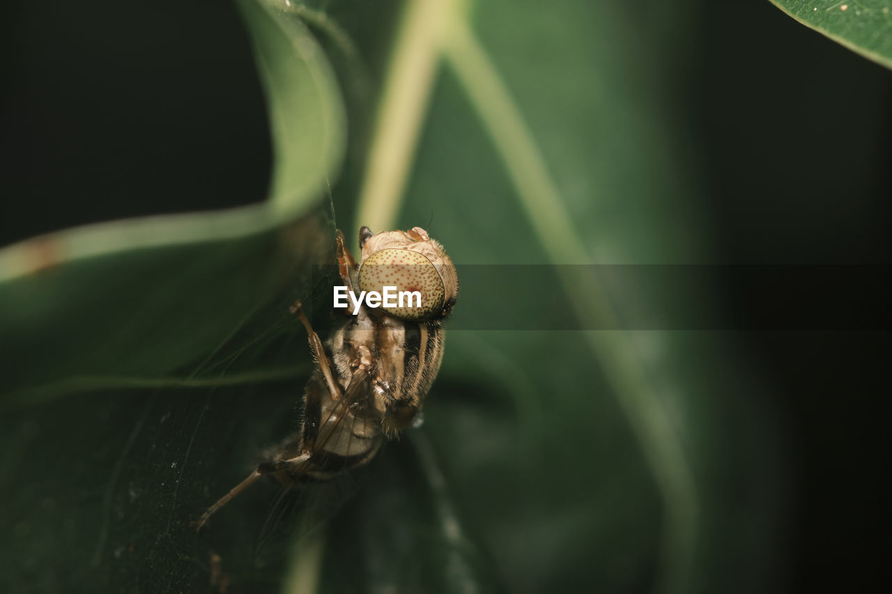 Native drone fly on the green leaf