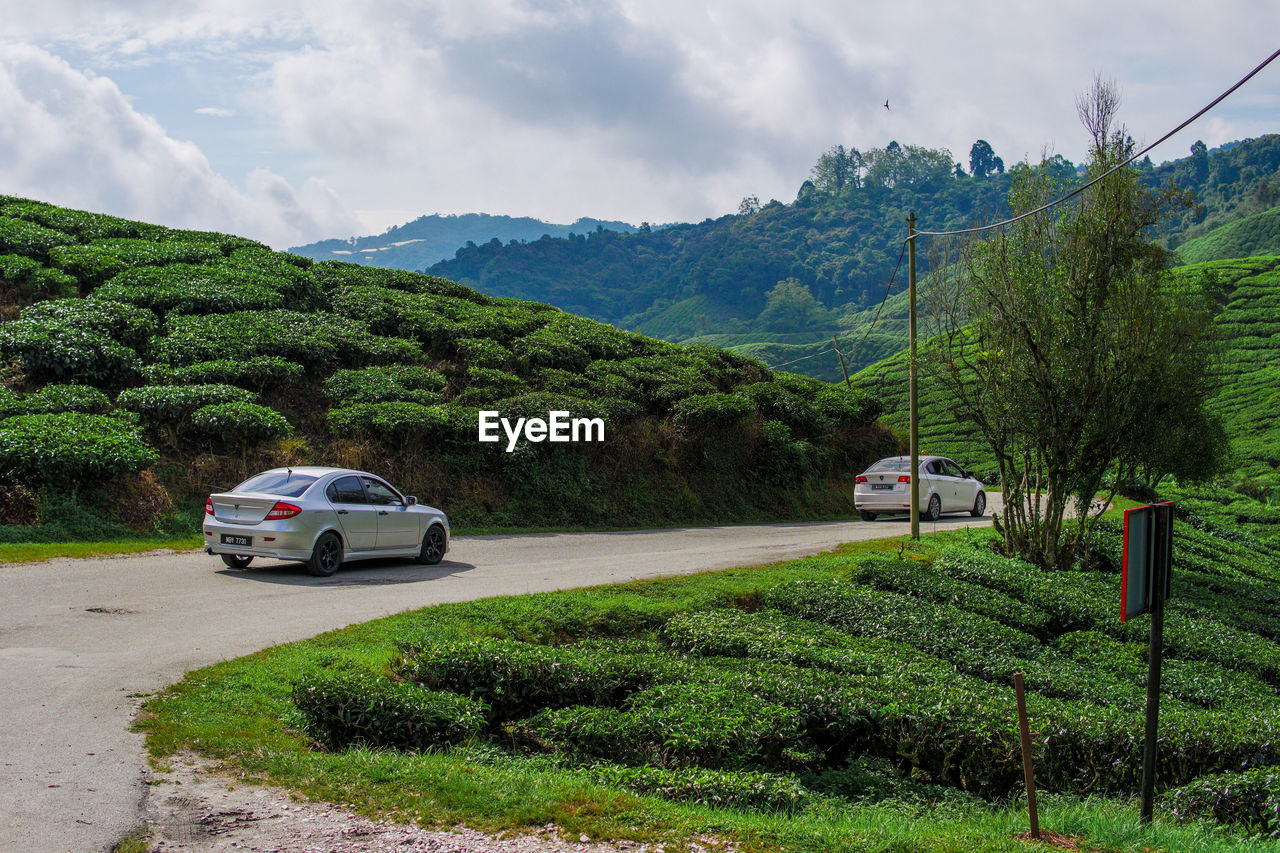 CAR ON ROAD BY TREE AGAINST SKY