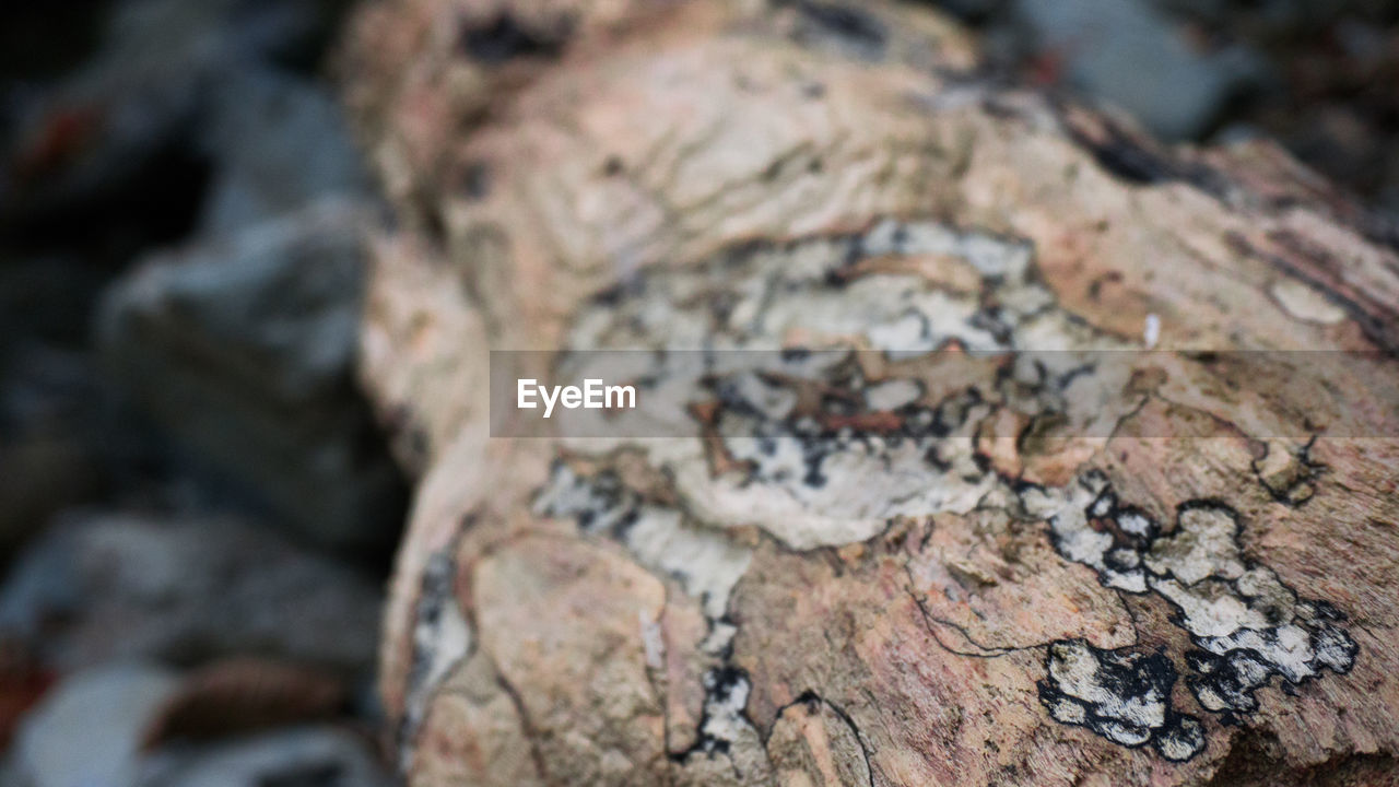 Extreme close up of tree trunk