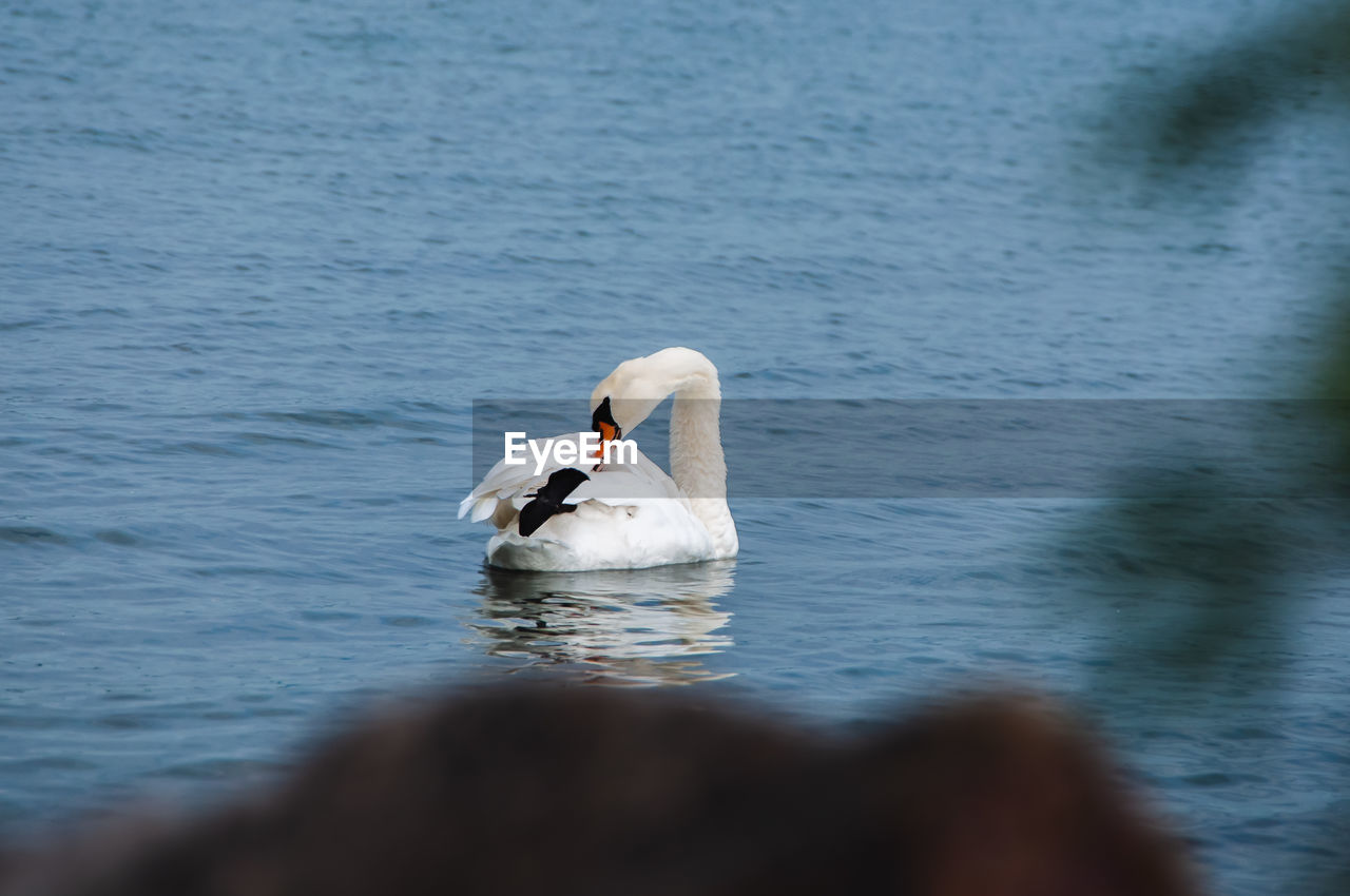 water, wildlife, animal themes, animal wildlife, bird, animal, one animal, reflection, swan, lake, water bird, nature, day, selective focus, no people, ducks, geese and swans, beauty in nature, outdoors, swimming, beak, mute swan, white