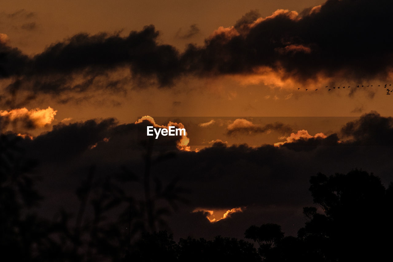 LOW ANGLE VIEW OF SILHOUETTE TREES AGAINST SUNSET SKY