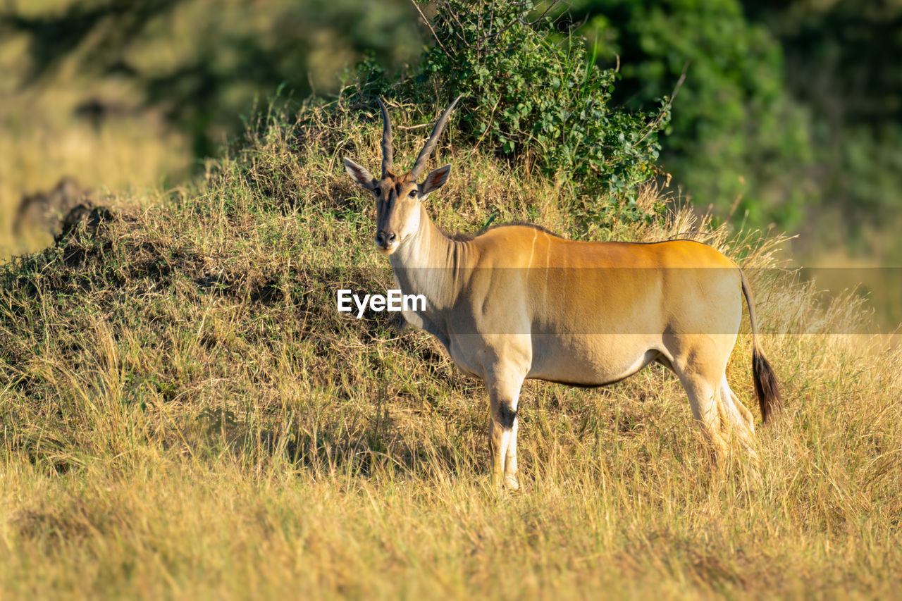 side view of deer on field