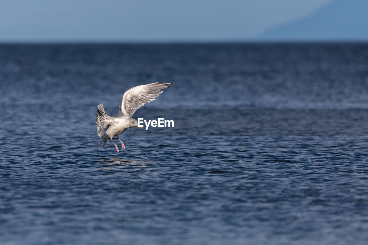 Bird flying over sea