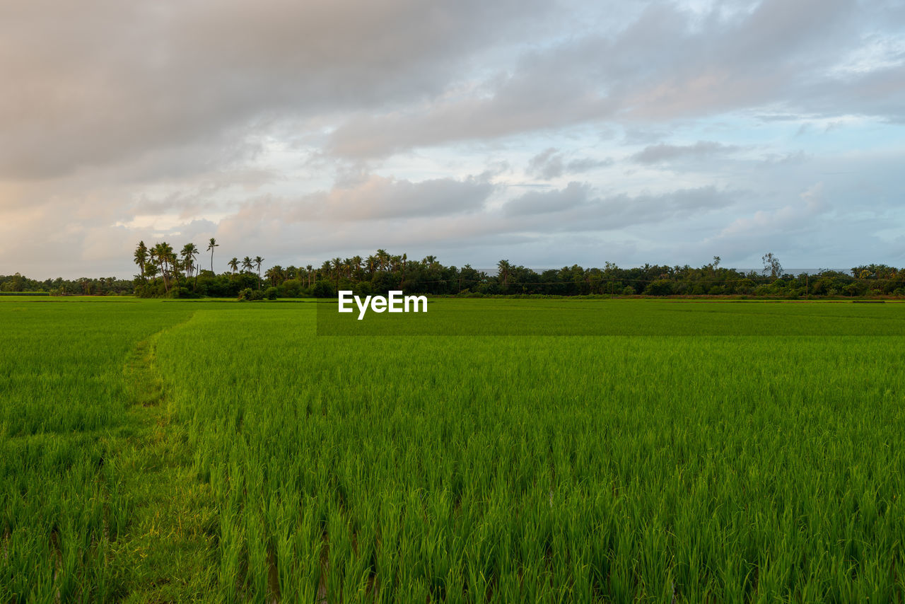 SCENIC VIEW OF FARM AGAINST SKY