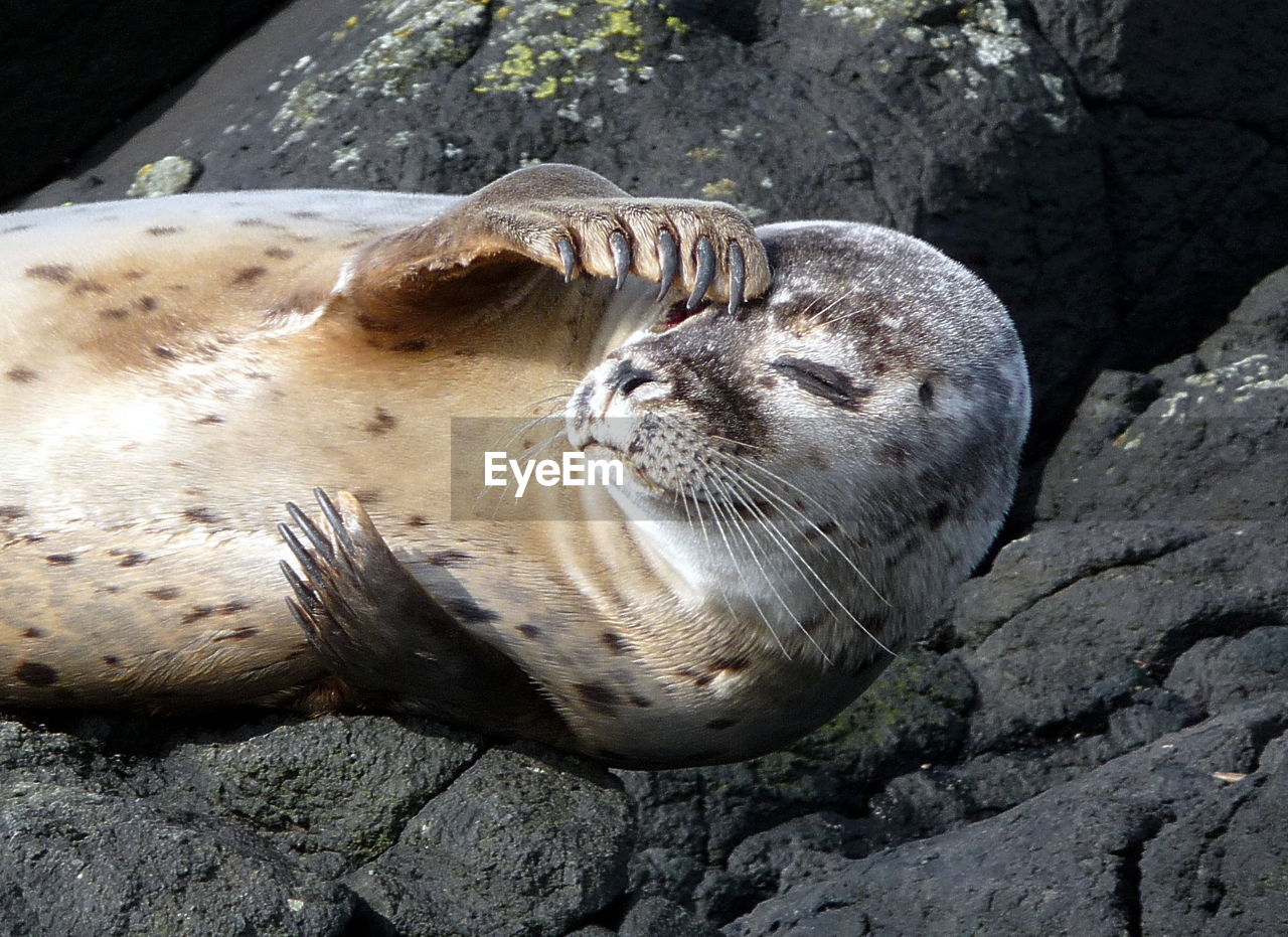 Close-up of seal on rocks