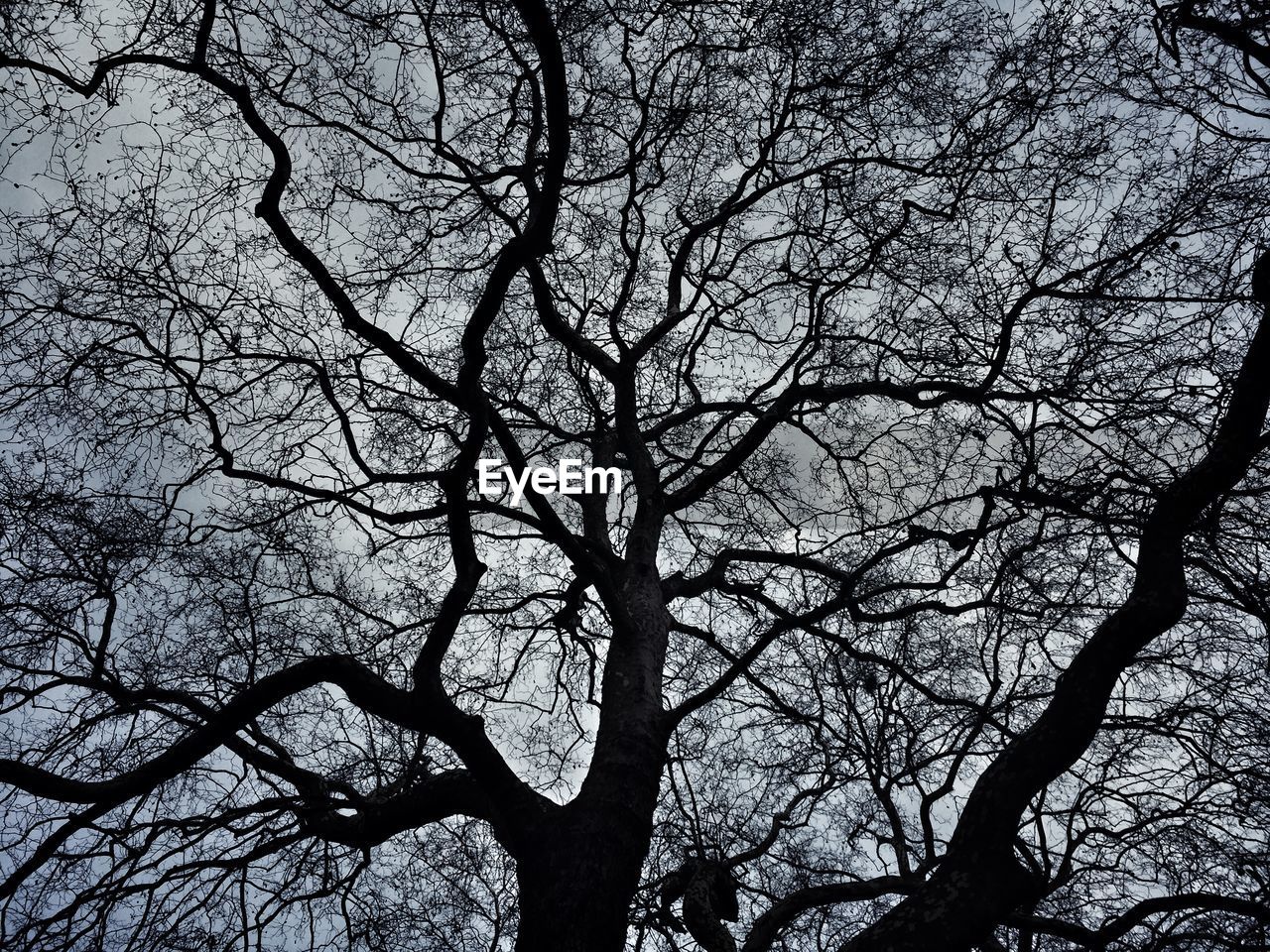 LOW ANGLE VIEW OF BARE TREES AGAINST SKY