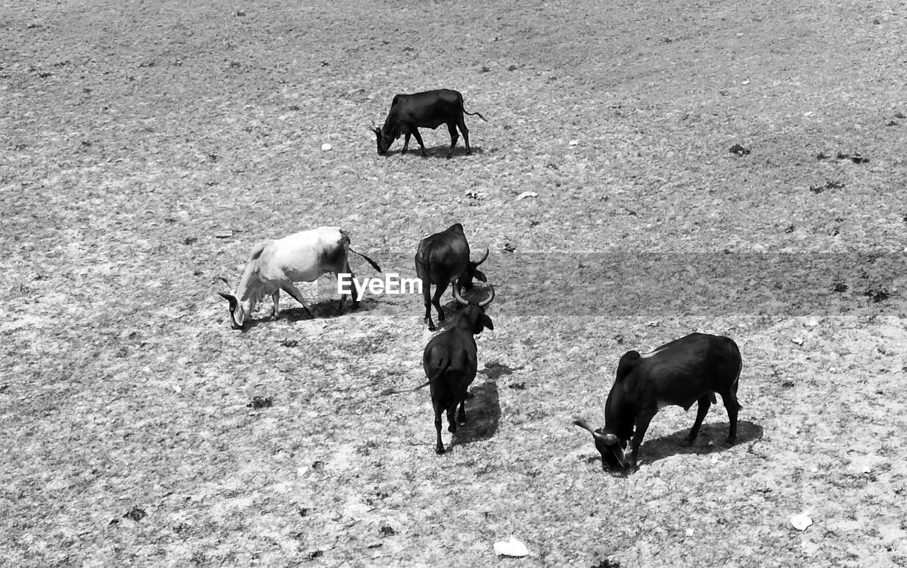 HIGH ANGLE VIEW OF HORSES ON THE FIELD