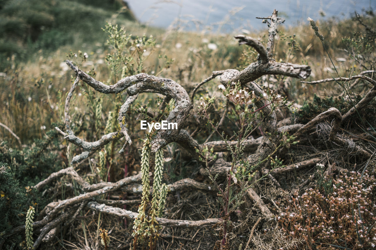 View of dead tree in field looking animalistic