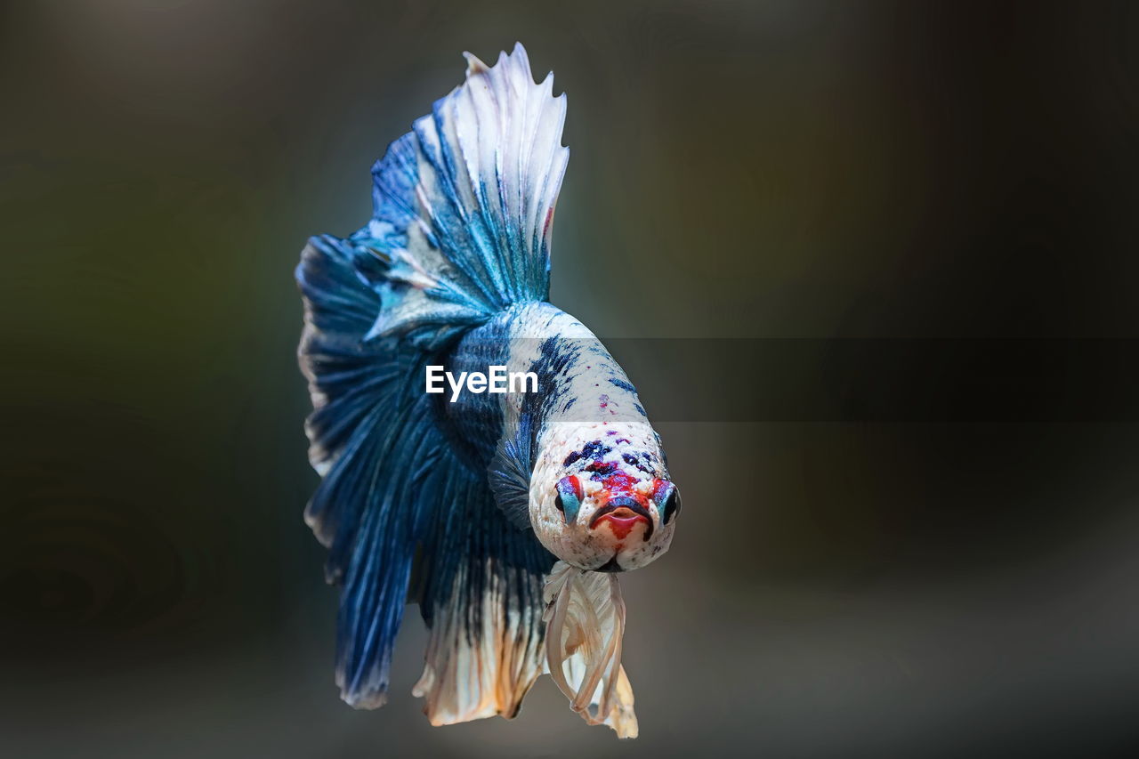 Siamese fighting fish,betta splendens,blue fish, black background, halfmoon betta.