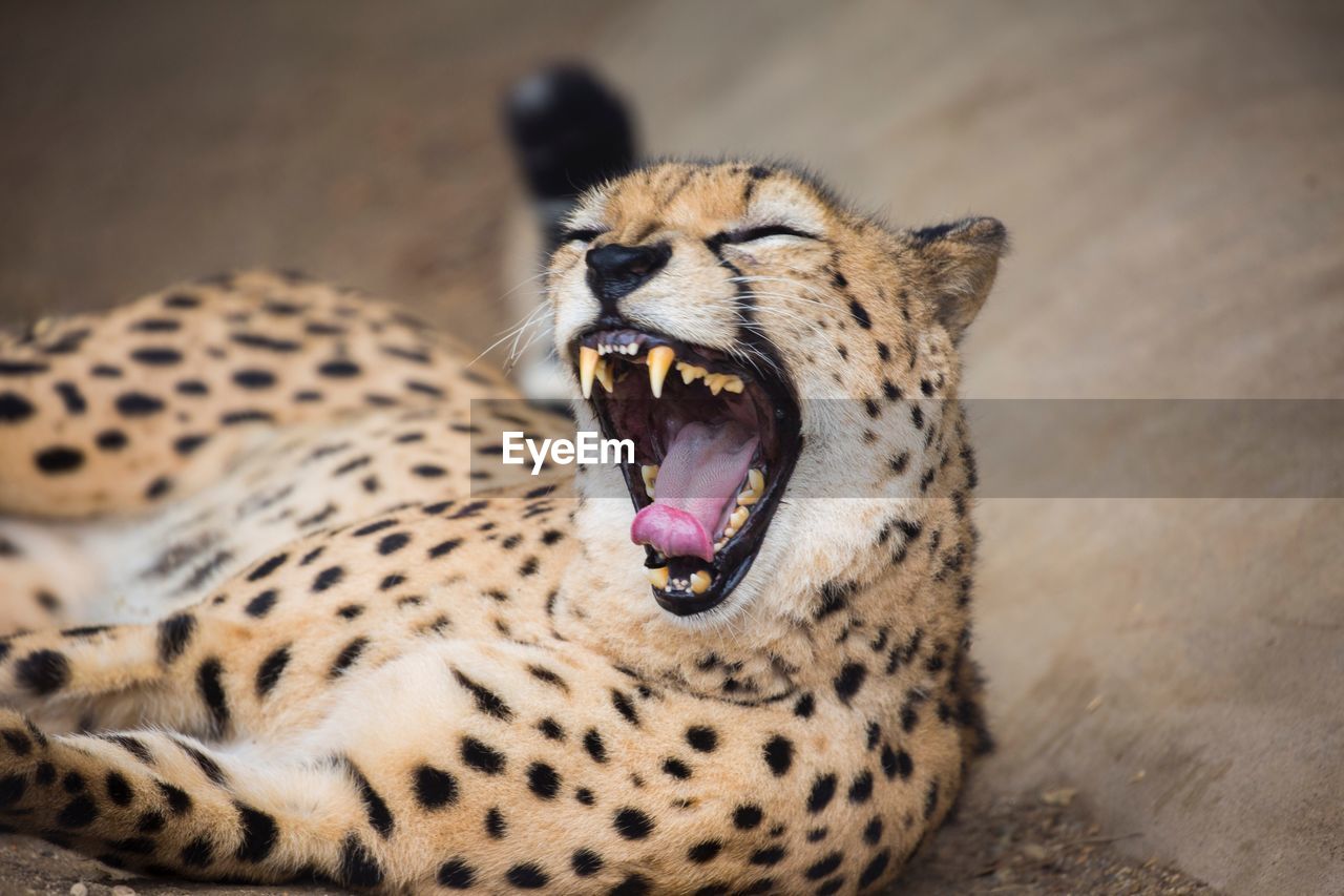 Close-up of cheetah yawning zoo