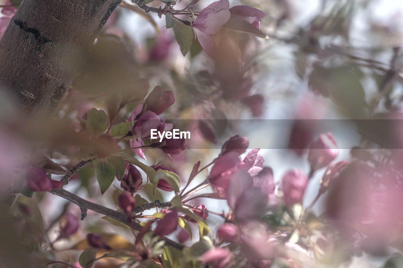 Low angle view of cherry blossoms in spring