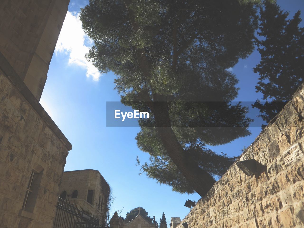 LOW ANGLE VIEW OF TREES AND BUILDINGS AGAINST SKY