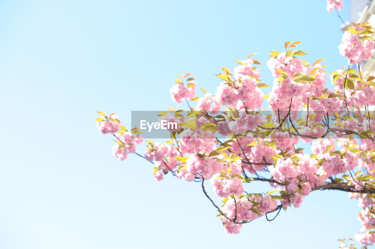 Low angle view of pink flowers blooming on tree