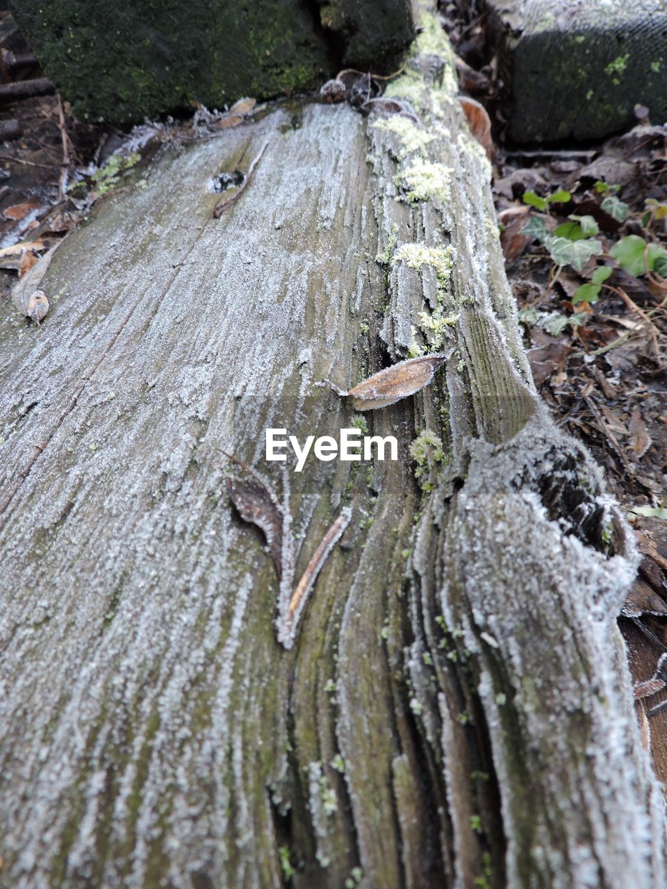 CLOSE-UP OF DEAD TREE TRUNK