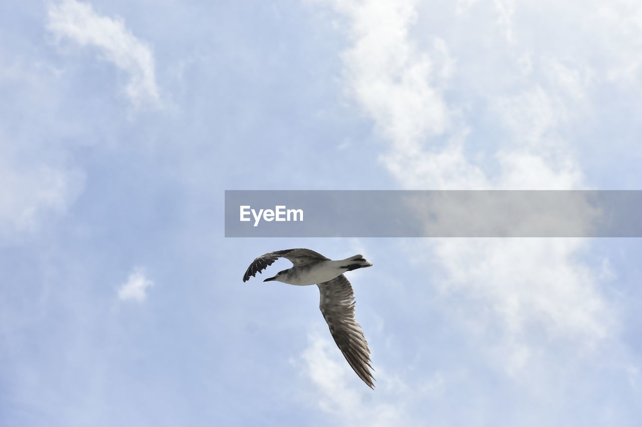 Low angle view of seagull flying in sky