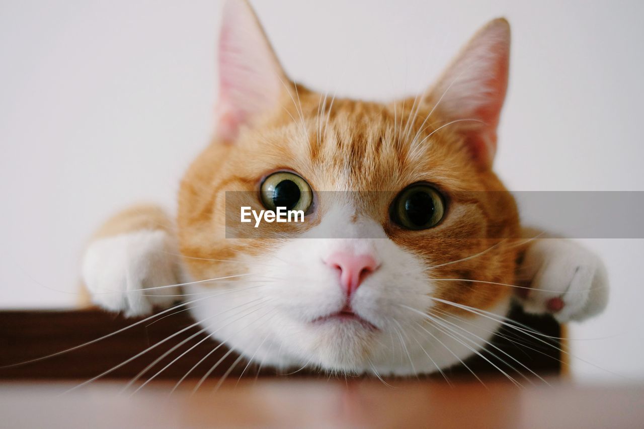 Portrait of surprised ginger cat against white wall at home