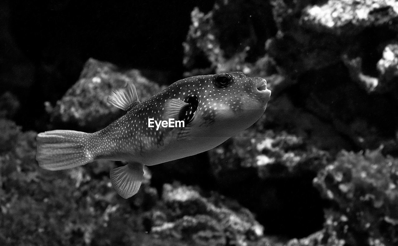 Fish swimming in aquarium