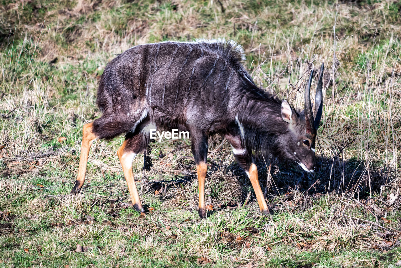 DEER IN THE FIELD