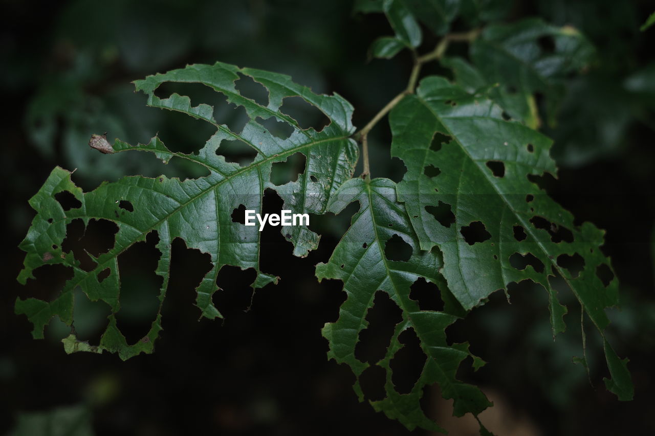 Close-up of wet leaves