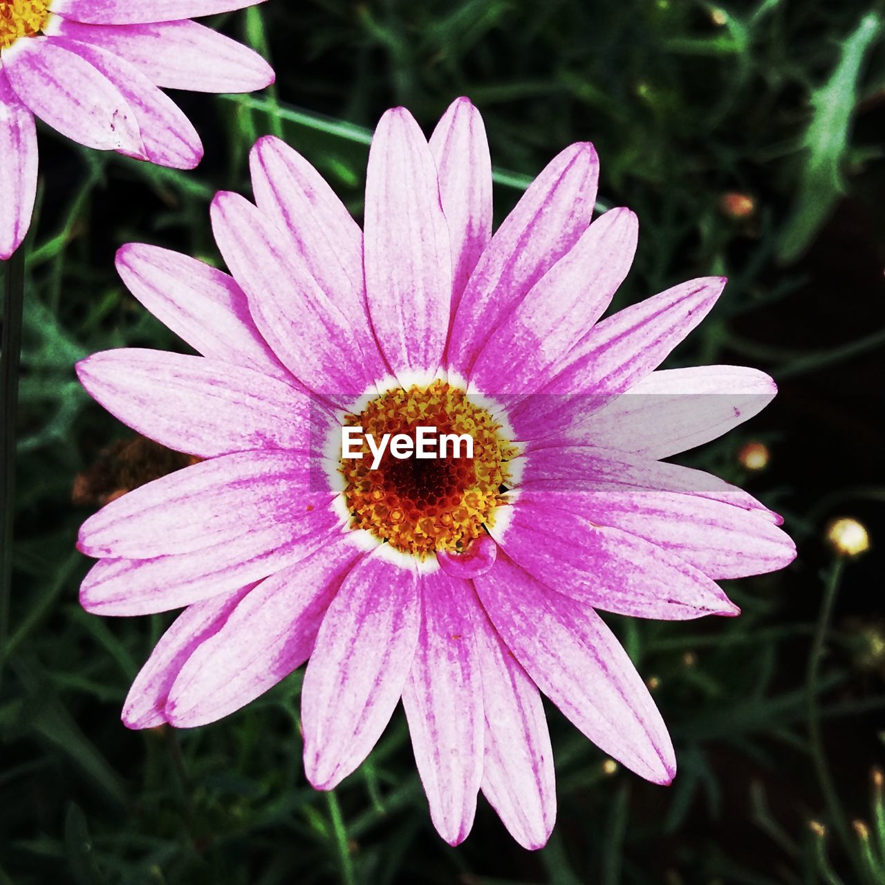 CLOSE-UP OF FLOWER