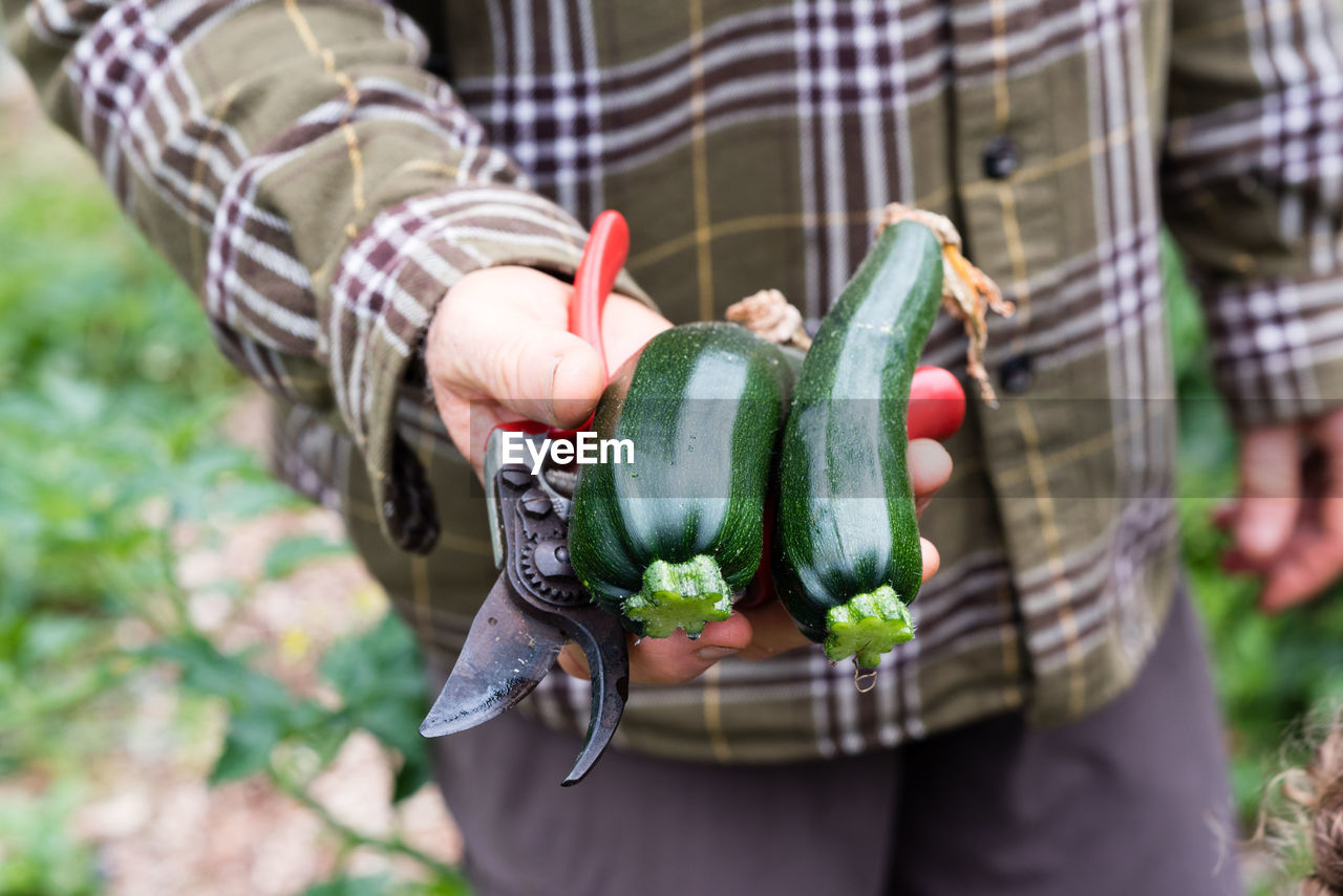 Close-up of hand holding zucchini