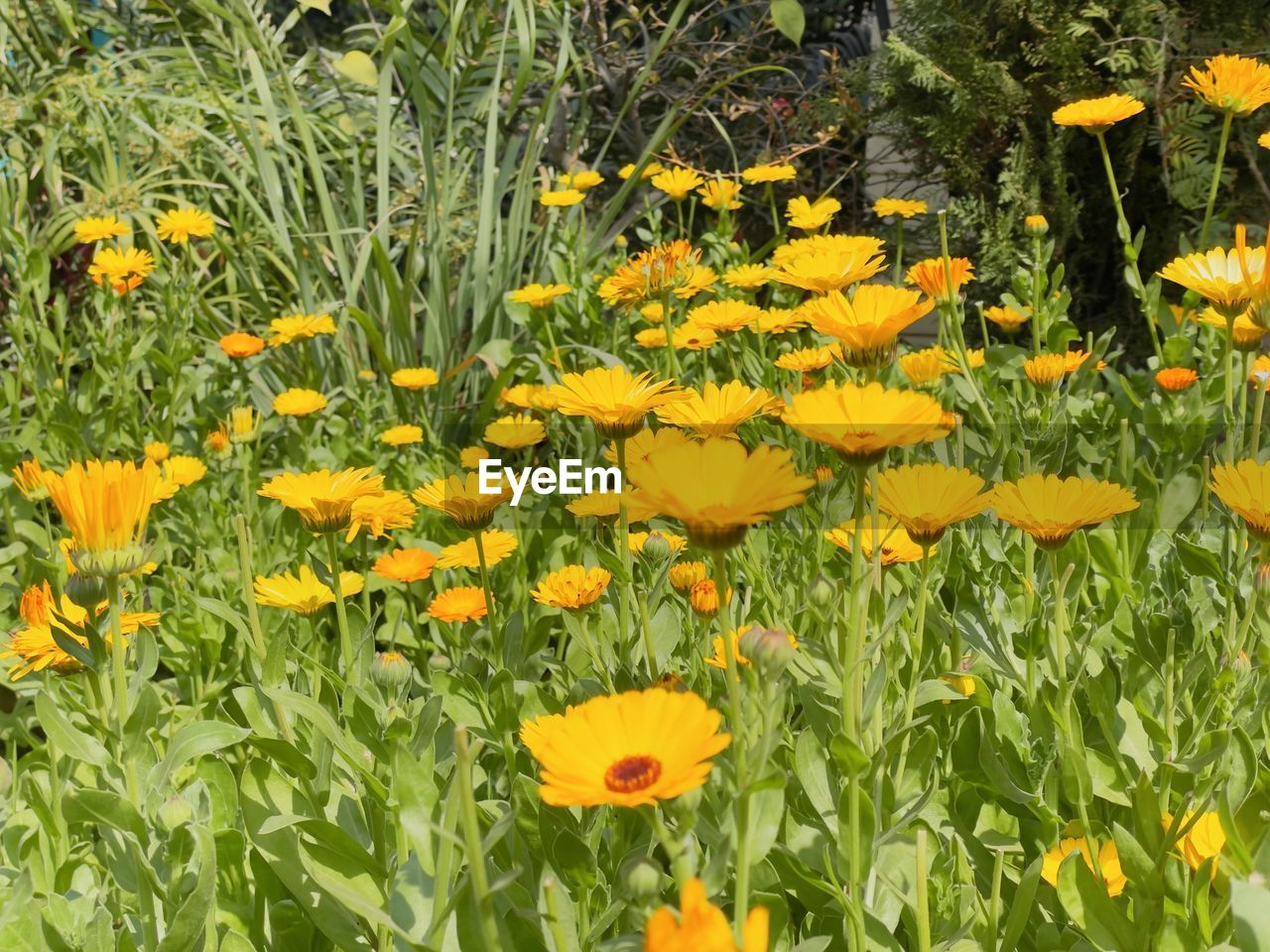 plant, flowering plant, flower, growth, beauty in nature, freshness, fragility, yellow, flower head, nature, meadow, field, petal, inflorescence, land, prairie, no people, green, day, wildflower, close-up, botany, high angle view, outdoors, grass, springtime, herb, leaf, tranquility, plant part, sunlight, flowerbed