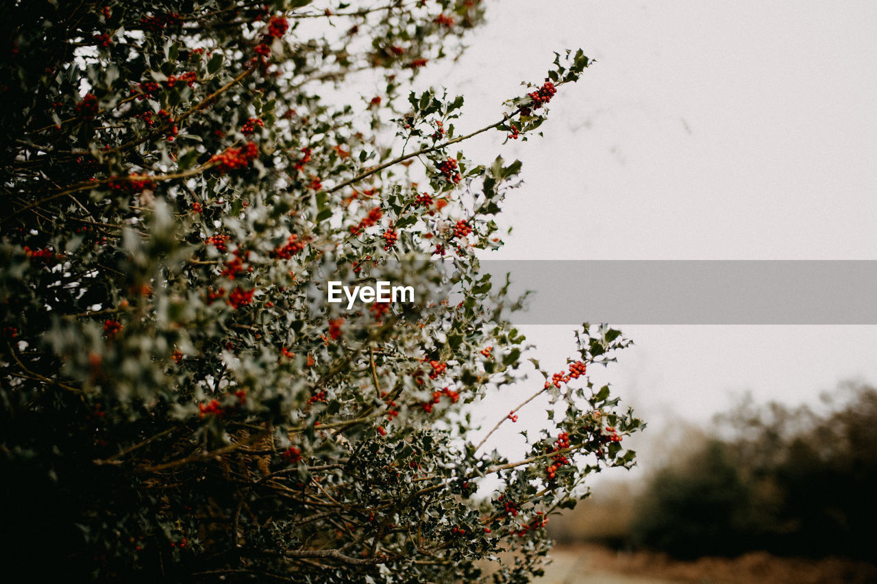 Low angle view of berries growing on tree against sky