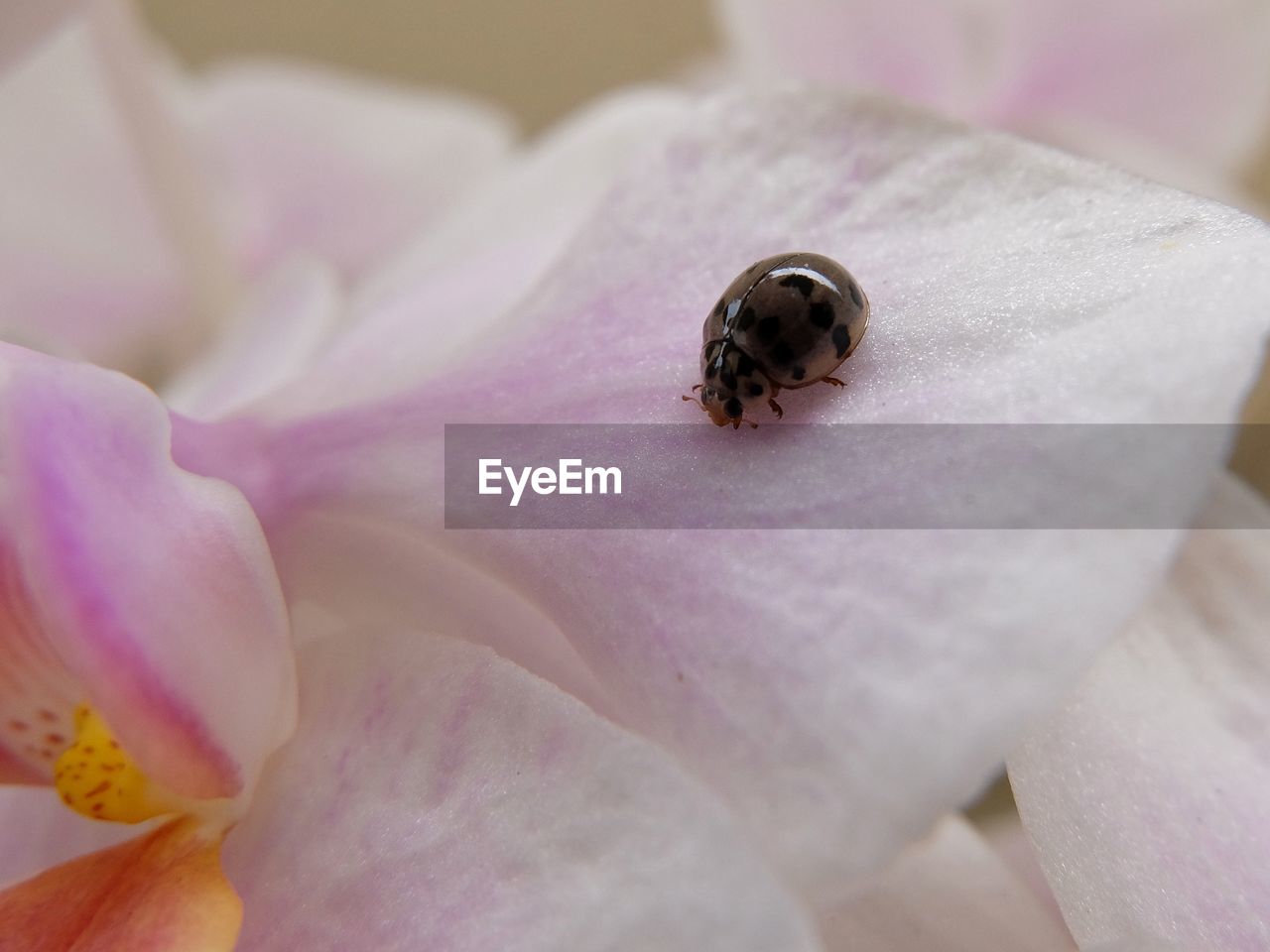 pink, flower, flowering plant, animal themes, close-up, animal, beauty in nature, insect, plant, animal wildlife, petal, fragility, one animal, freshness, macro photography, wildlife, nature, no people, flower head, selective focus, blossom, white, macro, growth, purple, outdoors, focus on foreground, pollen, inflorescence, bee