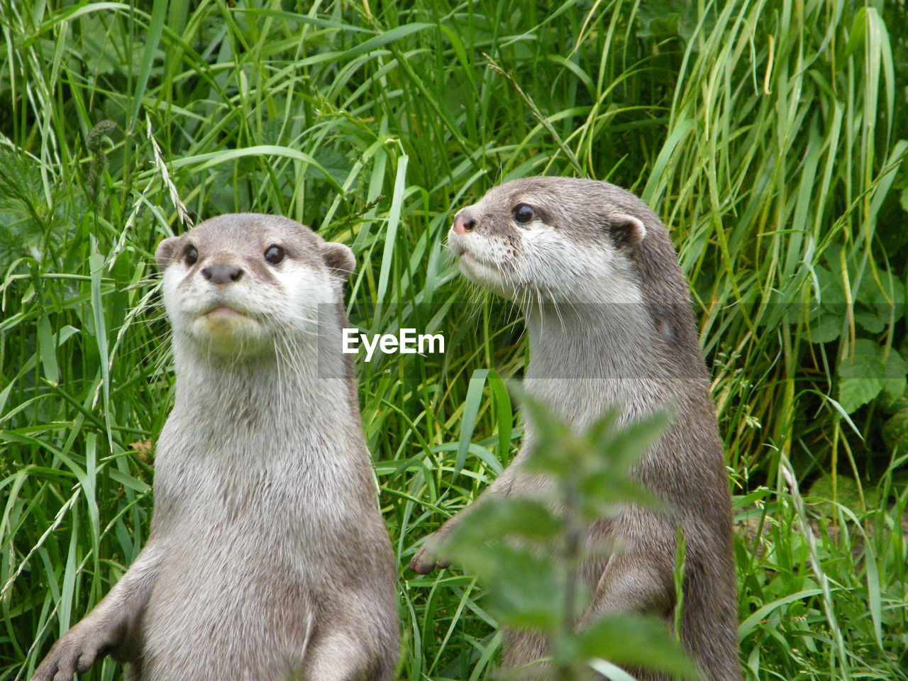 CLOSE-UP OF MEERKAT ON FIELD