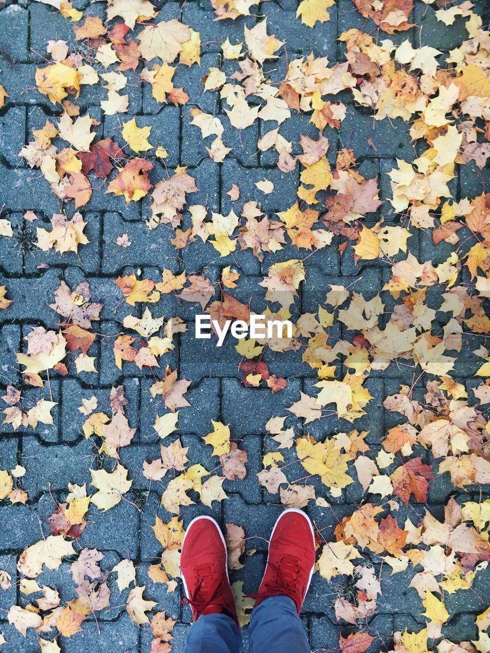 Low section of person standing by fallen autumn leaves on street