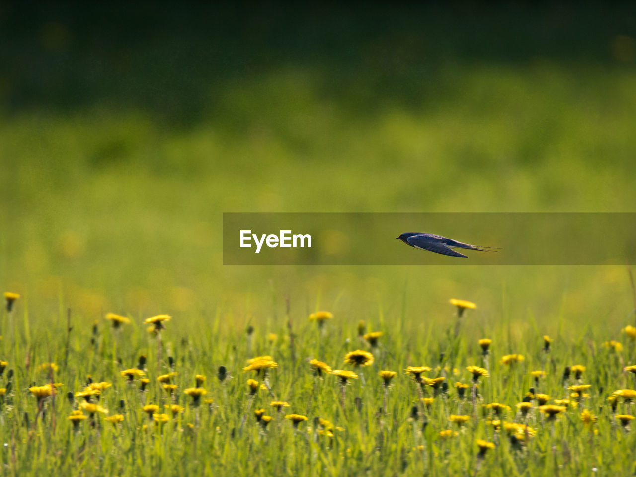 CLOSE-UP OF YELLOW FLOWER ON FIELD