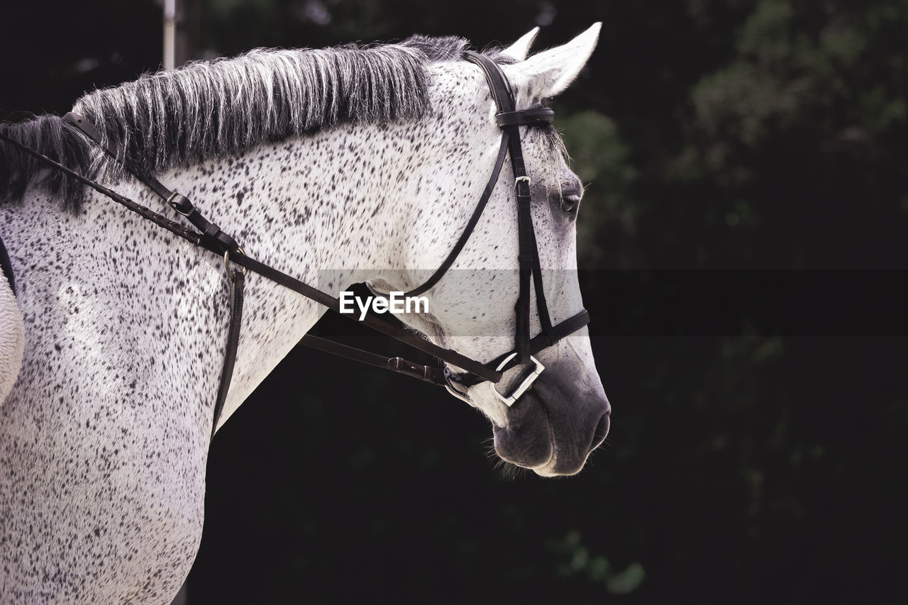 White horse wearing bridle