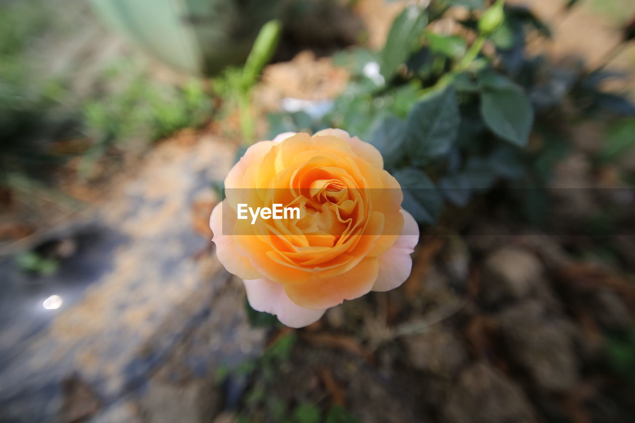 CLOSE-UP OF ROSE ON ORANGE FLOWER