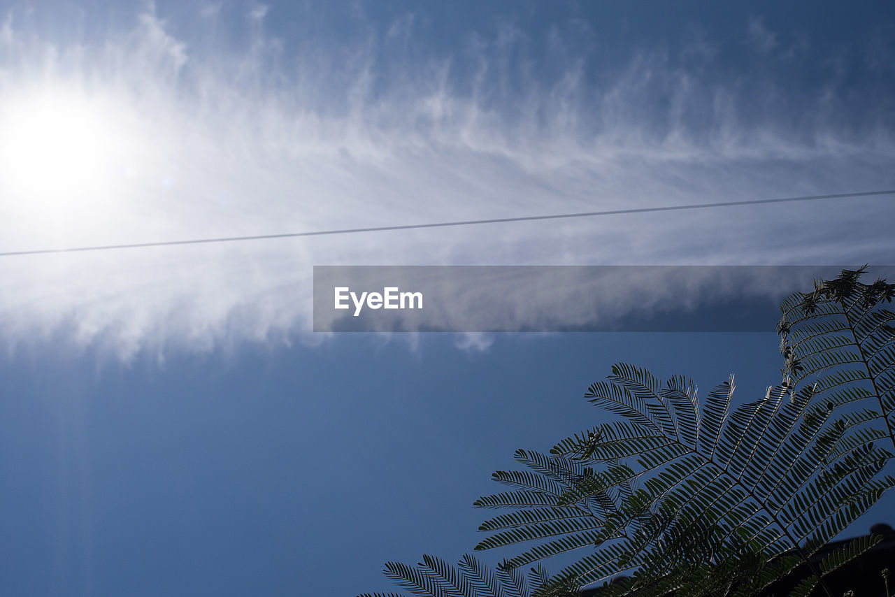 Low angle view of trees against blue sky