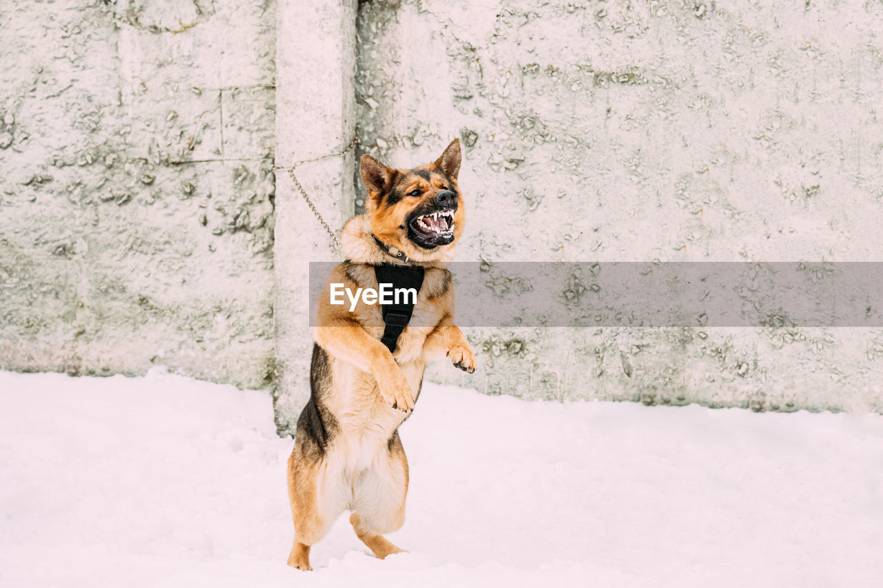 dog standing on snow covered field