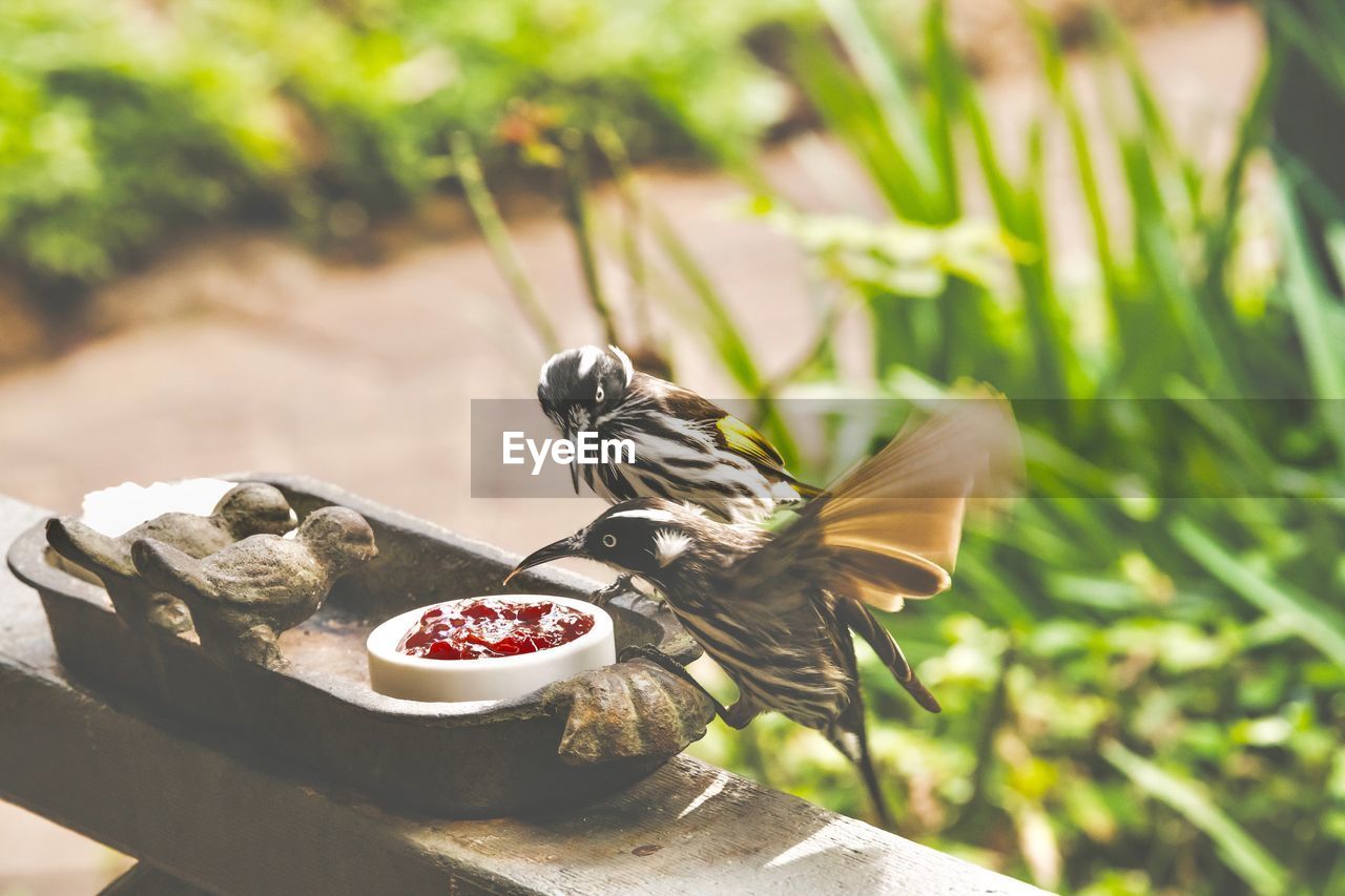 CLOSE-UP OF A BIRD ON THE GROUND