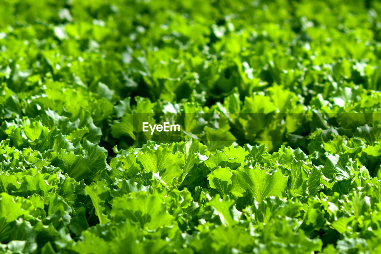 FULL FRAME SHOT OF GREEN PLANTS