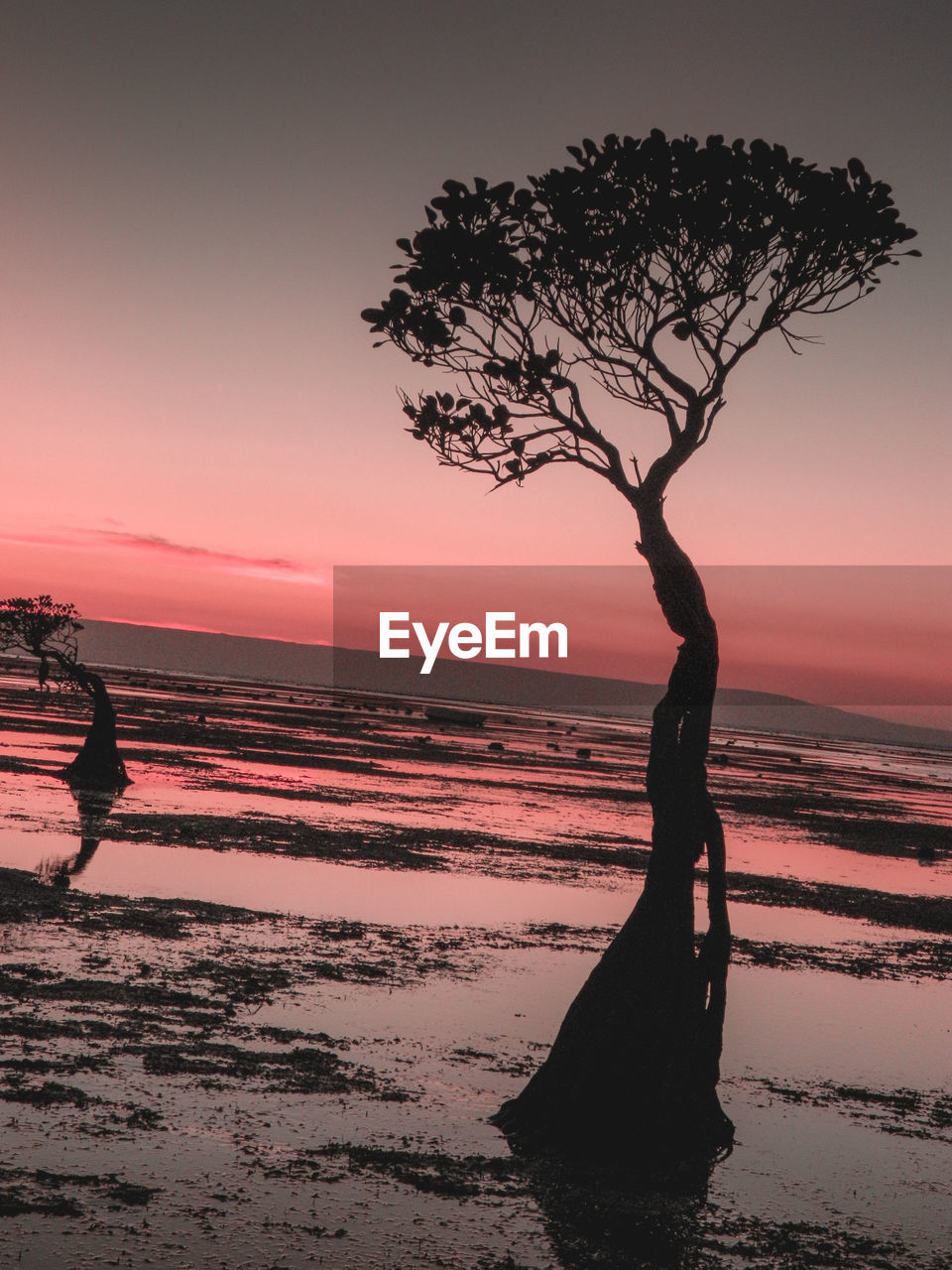 Silhouette tree on beach against sky during sunset