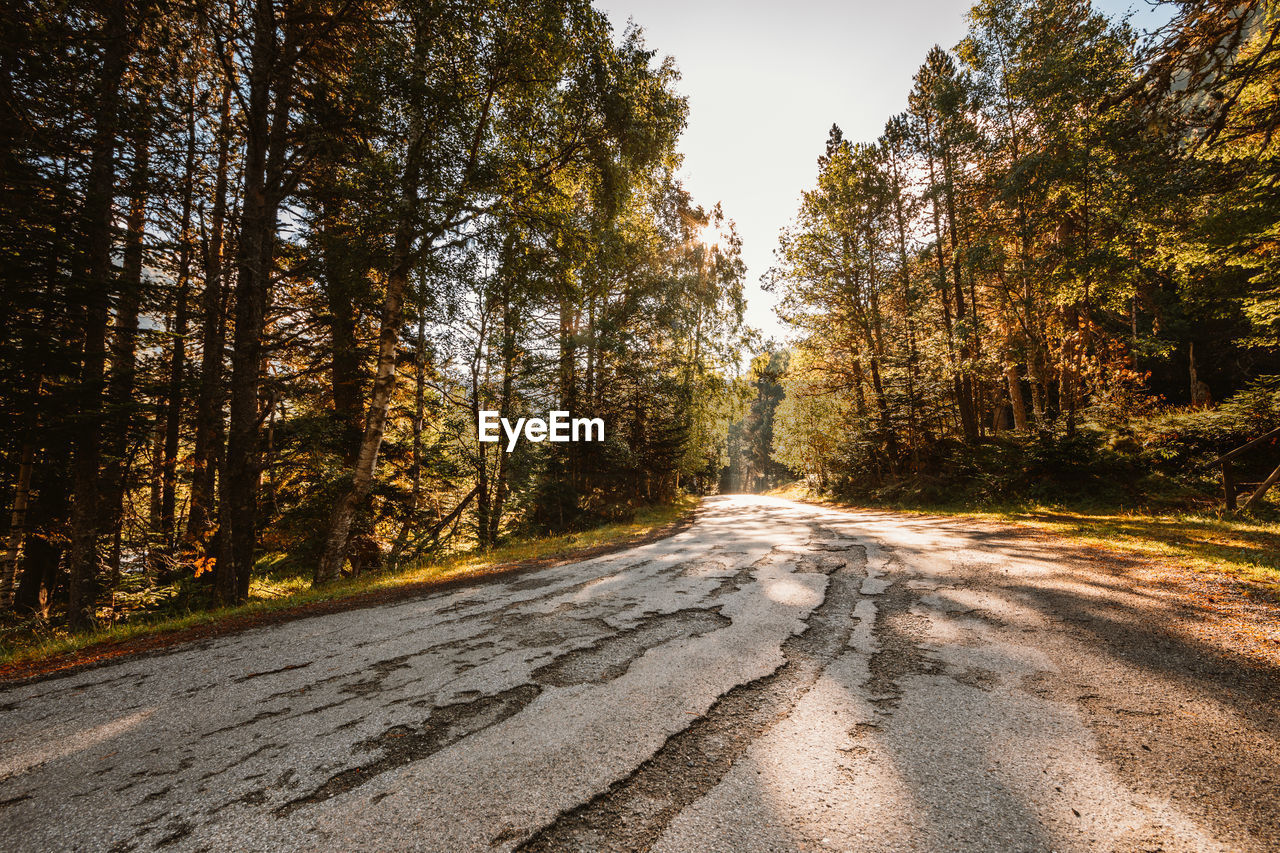 Dirt road amidst trees in forest against sky