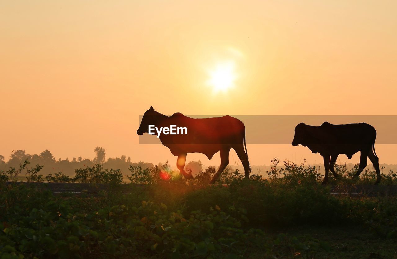 HORSES IN A FIELD