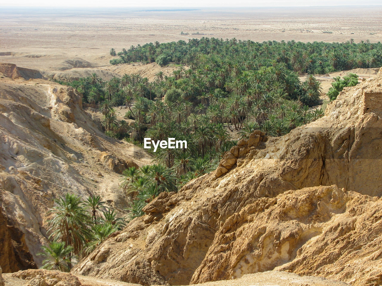 Scenic view of oasis landscape