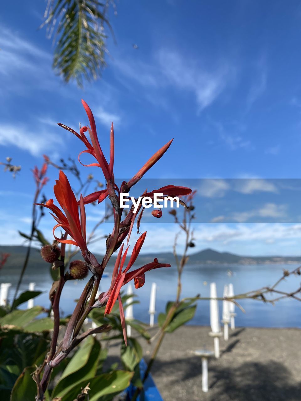 sky, nature, blue, plant, cloud, flower, tree, no people, wind, leaf, outdoors, day, plant part, low angle view, sunlight, branch, beauty in nature, food, food and drink, growth, red, environment, tropical climate