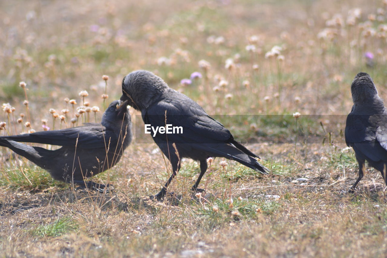 BIRDS ON FIELD