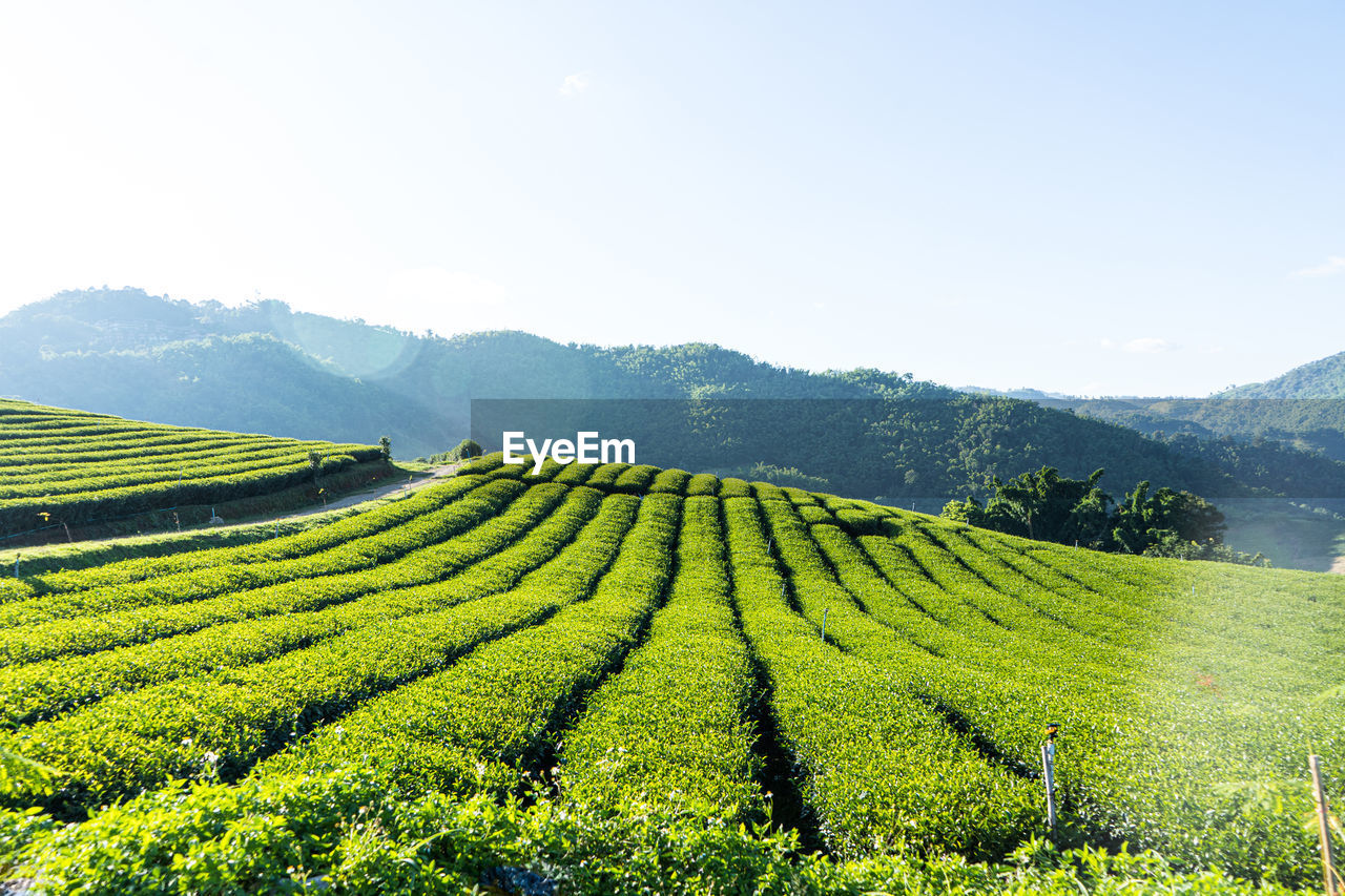 SCENIC VIEW OF VINEYARD AGAINST SKY