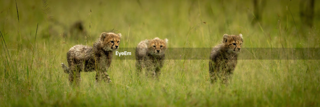 Panorama of three cheetah cubs crossing grass