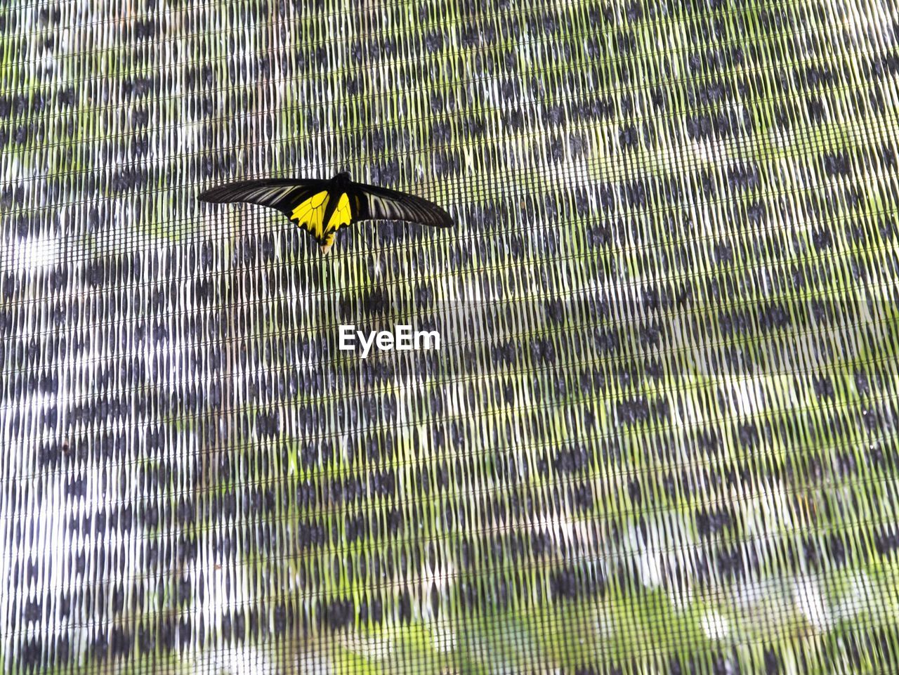 CLOSE-UP OF BIRD FLYING IN WATER