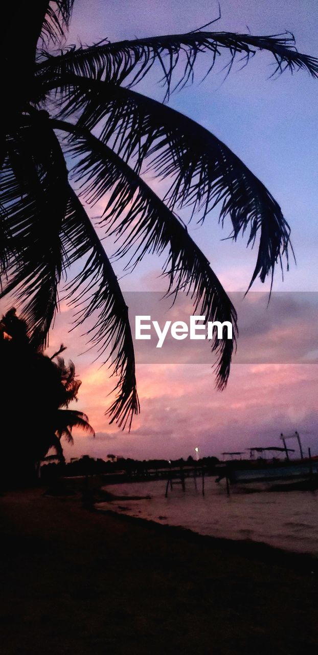 SILHOUETTE PALM TREES AT BEACH DURING SUNSET